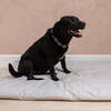 Dog Bed Duvet & Dog Bed Duvet Cover Med-Lge Polycotton Grey