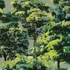 Painted Woodland Wallpaper Green AS Creation 79187-7