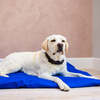 Dog Bed Duvet & Dog Bed Duvet Cover Med-Lge Polycotton Blue