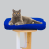 Cat Bed Mattress & Royal Blue Cover