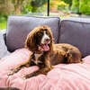 Dog Bed Duvet & Dog Bed Duvet Cover Sml- Med Luxury Faux Fur Pink