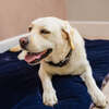 Dog Bed Duvet & Dog Bed Duvet Cover Med/Lge Faux Fur Blackberry