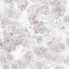 Apple Blossom Floral Wallpaper Rose Muriva 211501