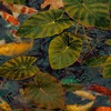 Koi Tropical Fish Wallpaper Green and Orange Grandeco WL2402