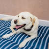 Dog Bed Duvet & Dog Bed Duvet Cover Med-Lge Blue & White Stripe