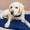 Dog Duvet & Dog Duvet Cover Med/Lge Navy