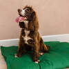 Dog Bed Duvet & Dog Bed Duvet Cover Sml/Med Polycotton Green