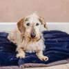 Dog Bed Duvet & Dog Bed Duvet Cover Sml/Med Faux Fur Blackberry
