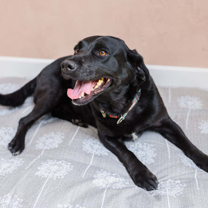 Dog Bed Duvet & Dog Bed Duvet Cover Med/Lge Toile Grey - Medium to Large