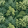 Folklore Forest Wallpaper Green World of Wallpaper AF0046