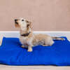 Dog Bed Duvet & Dog Bed Duvet Cover Sml-Med Polycotton Blue