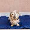 Dog Bed
