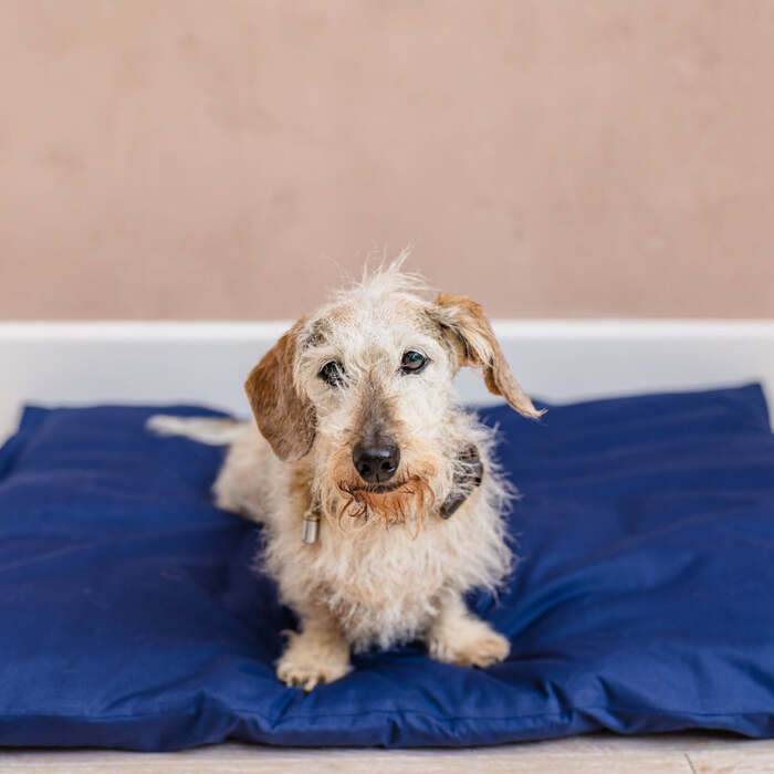 Dog Bed