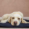 Dog Bed Duvet & Dog Bed Duvet Cover Med-Lge Polycotton Black