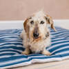 Dog Duvet & Dog Duvet Cover Small