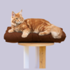 Cat Bed Mattress & Brown Cover