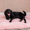 Dog Bed Duvet & Dog Bed Duvet Cover Med-Lge Faux Fur Suede Pink