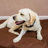 Dog Bed Duvet & Dog Bed Duvet Cover Med-Lge Chocolate