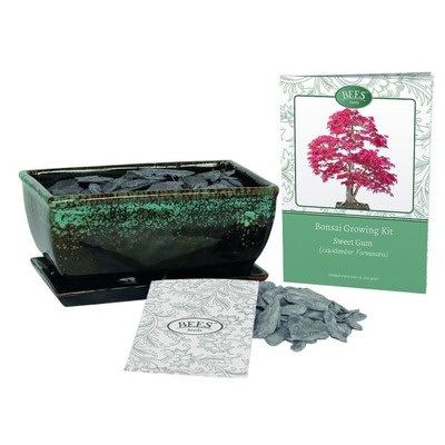 Grow Your Own Bonsai Set - Sweetgum