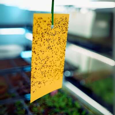 Yellow Sticky Insect Traps For Whitefly & Fungus Gnat
