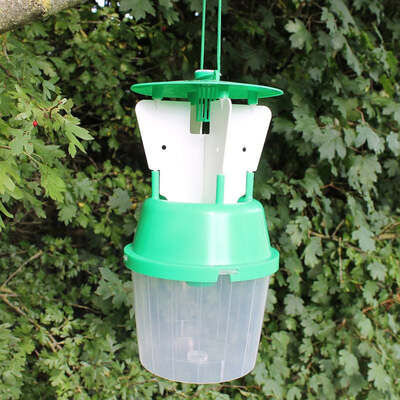 Chafer Beetle Trap and Refills