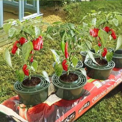 Strawberries, Chillies and Herb Mini Growpots Pack of 3
