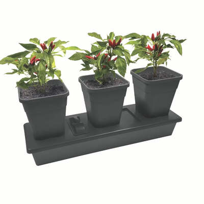 Chilligrow 3-Pot Self-Watering Chilli Planter Automatic Plant Watering