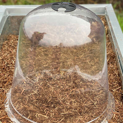 Victorian Bell Cloches Pack of 3 - 2 Sizes Available