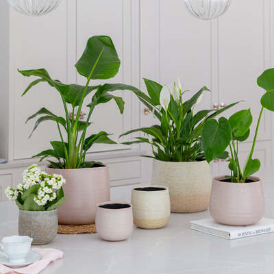 Celeste Ceramic Dusky Pink Planter