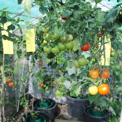Yellow Sticky Insect Traps For Whitefly & Fungus Gnat