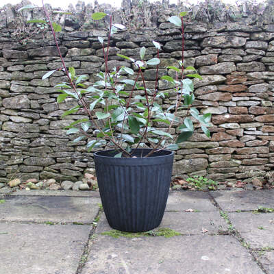 Stone Lite Garden Plant Pot Ronda