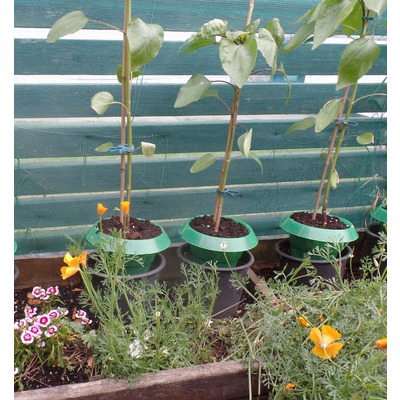 Slug Collars for Individual Plants