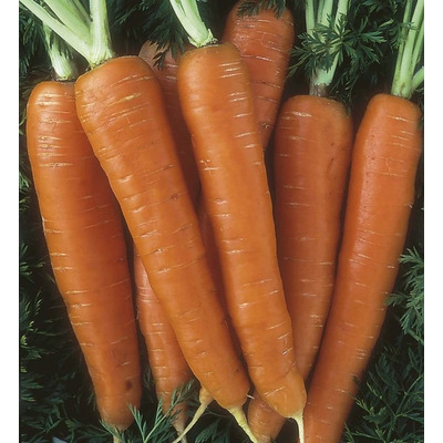 Organic Carrot Seed