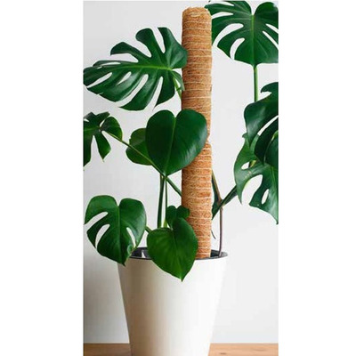 Coir Coco Fiber Plant Support Poles 2-pack