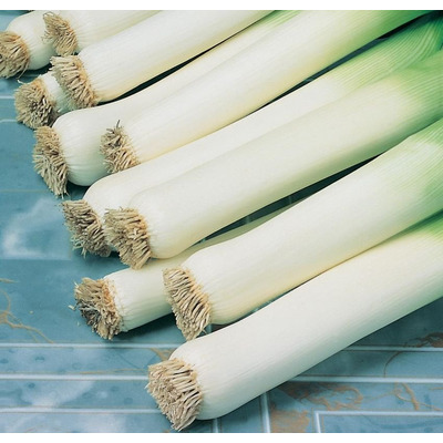 Organic Leek Seed