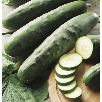 Organic Cucumber Seed