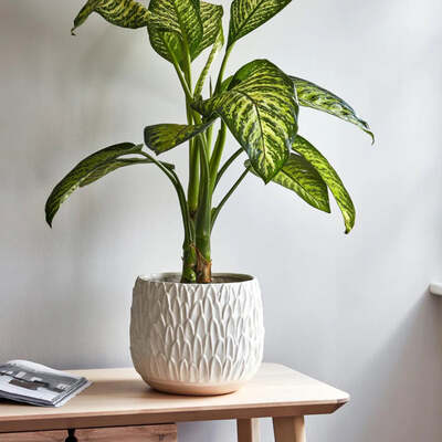 Leaf Embossed Indoor Ceramic Planter