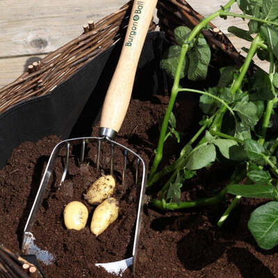 Potato Harvesting Scoop