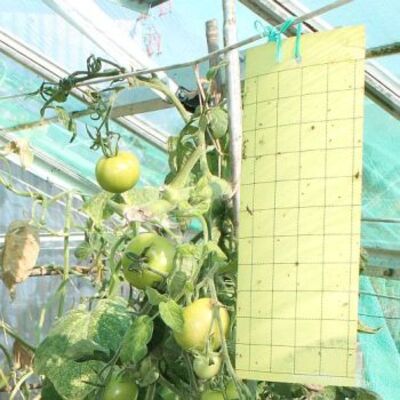 Yellow Sticky Insect Traps For Whitefly & Fungus Gnat