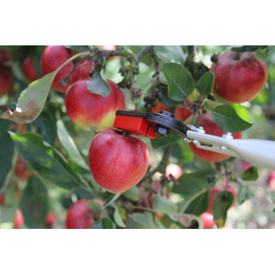 Garden Snapper for High Pruning 1m or 1.5m