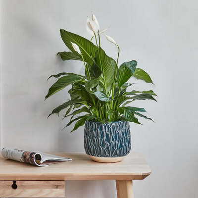 Leaf Embossed Indoor Ceramic Planter