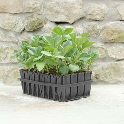 Deep Rootrainers for Plant Propagation
