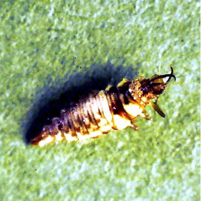 Large Lacewing Larvae 500 (50sqm) - Chrysoperla carnea
