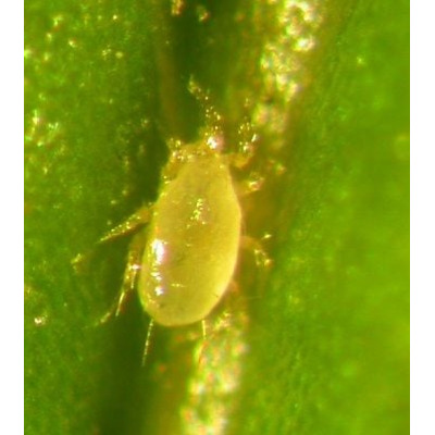 Spider Mite Control Anderline AA (Amblyseius andersoni) Tube of 25,000