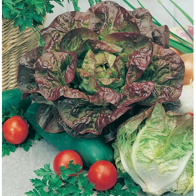 Organic Lettuce Seed - Merveille des Quatre Saisons