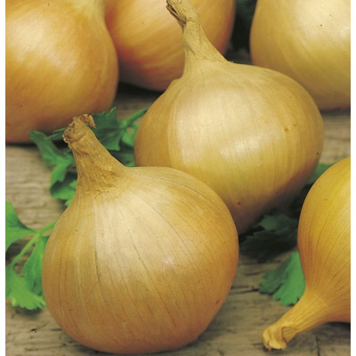 Organic Onion Seed - Sturon