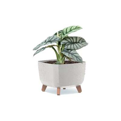 Square Plant Pot 0n Legs in White or Natural