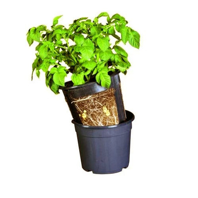 Potato Grow Pot - Pack of 3