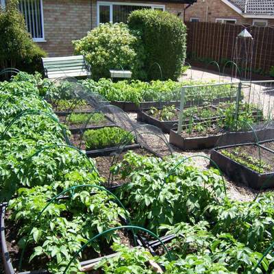 Flexible Garden Hoops for Creating Cloches Green