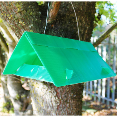 Plum Moth Traps and Refills Pheromone Traps